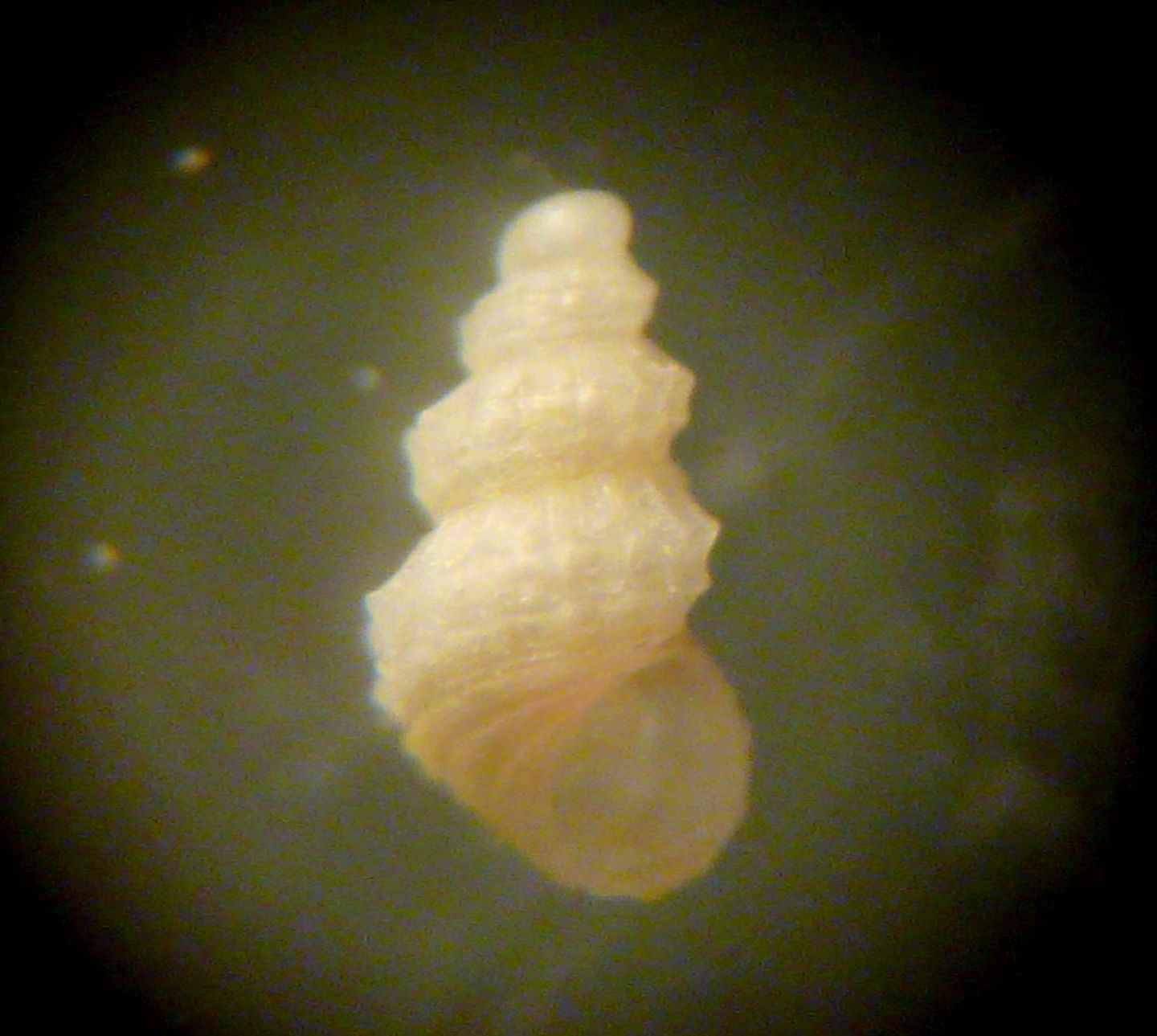 Alvania subareolata?